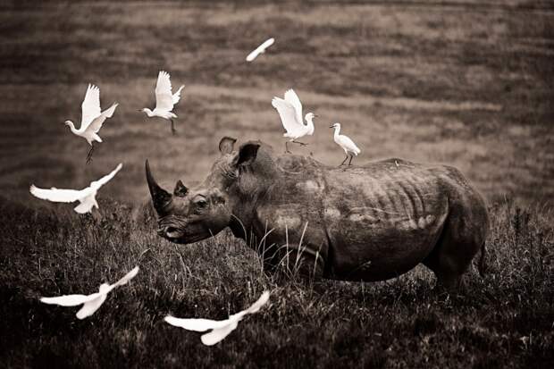 Белый носорог, окруженный вереницей белоснежных египетских цапель, ЮАР. Эти птицы — носорожьи санитары. Они выклевывают паразитов с их грубой шкуры
