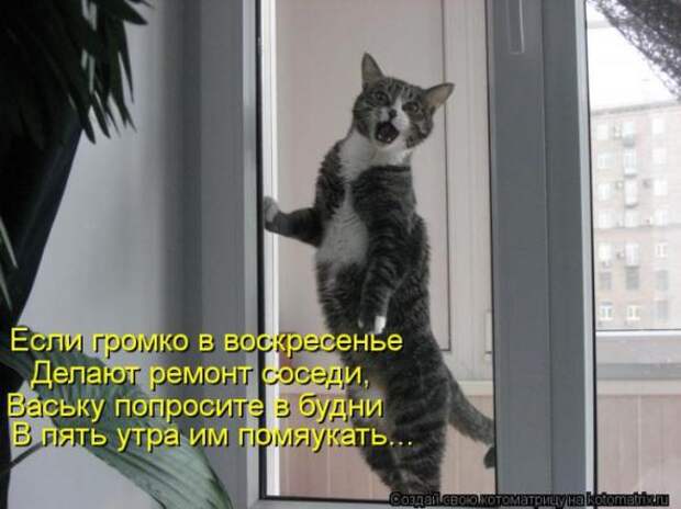 Котоматрицы(картинки с надписями)