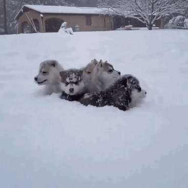 Husky Puppies Play In The Snow