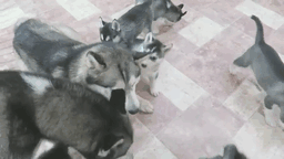 Siberian Husky Dad Playing With His 9 Puppies For The First Time