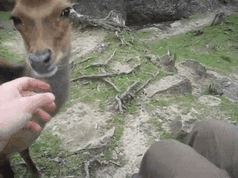 A Very Friendly Deer