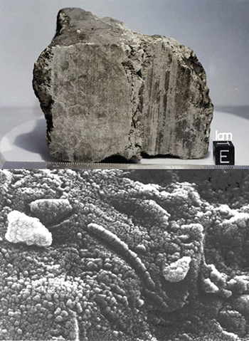 meteorite and microbes