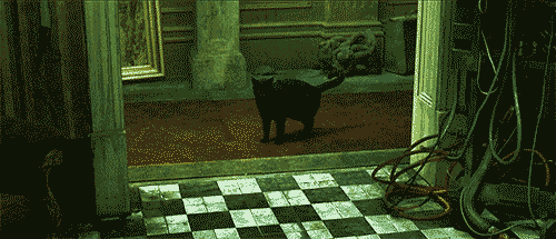 cat