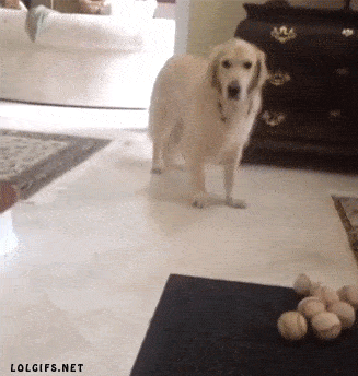 what-the-what-8