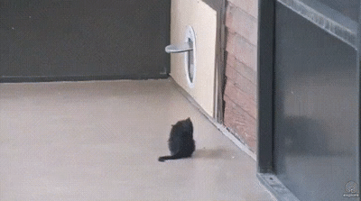 Вот дурак а