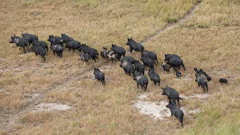aerial pig herd