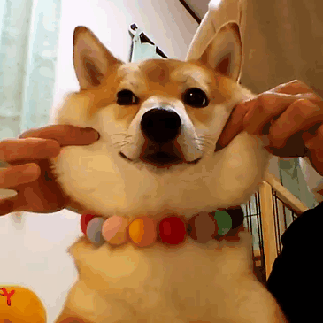 Squishy Dog Cheeks