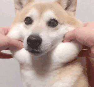 Squishy Dog Cheeks