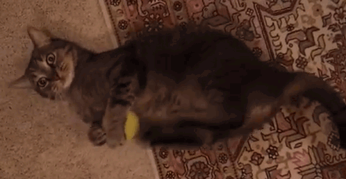 22 Conversations Every Cat Owner Has Had With Their Pet
