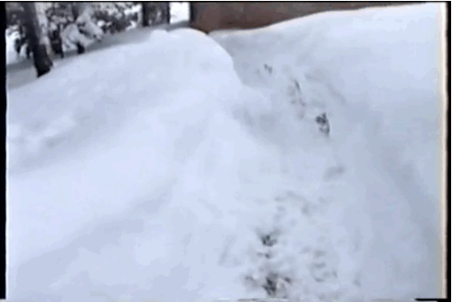 40 очаровательных животных в снегу животные, зима, милота, позитив, снег