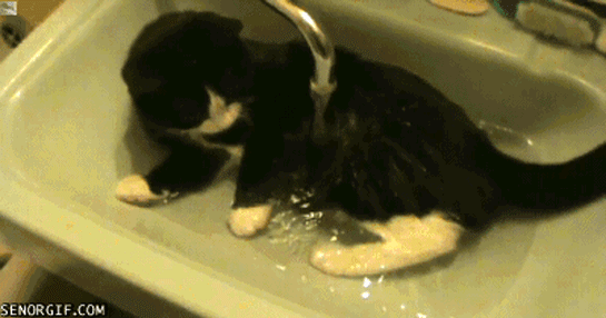 коты любят воду, коты купаются, коты вода