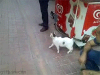 source: imgur.com Котониндзя. Пушистые воины