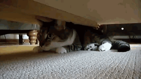 source: imgur.com Котониндзя. Пушистые воины