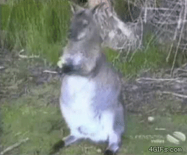 Животные воришки