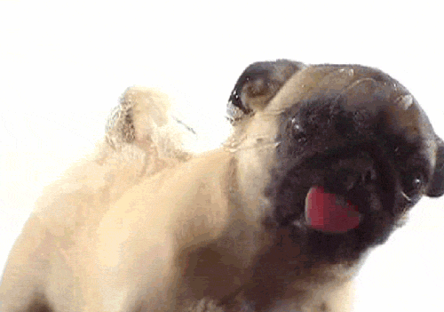http://img11.nnm.me/1/3/d/7/5/40a456cfedbab957ba4ab65c033.gif