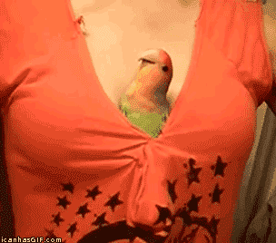 Девушки и животные (22 фото)