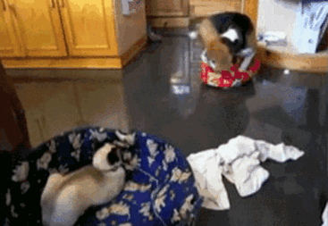 cats-stealing-dog-beds-5-57e22ea2342ef__700