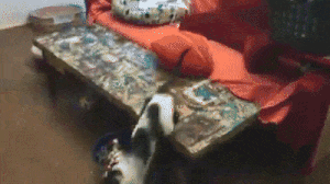 Без кота и жизнь не та
