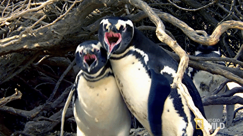 В Дании пара пингвинов-геев похитили птенца у плохих родителей