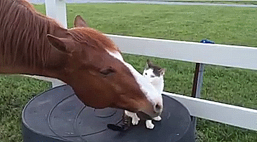 дружба, животные, кот, лошадь