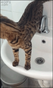 Смешные, любопытные, кошки, анимация, гифки