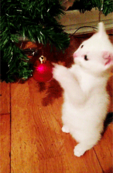 Новогодние коты