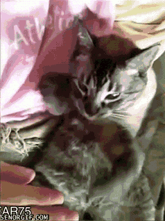 Кототерапия дня