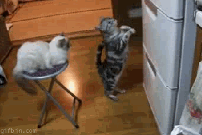 смешные и забавные коты