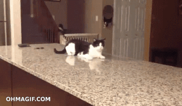 Кототерапия