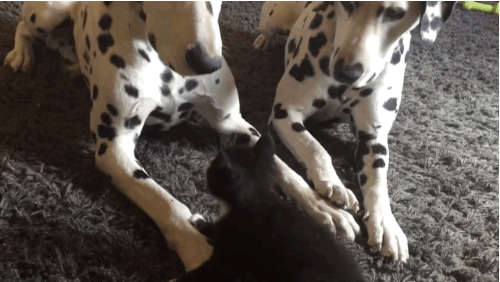 котёнок играет с двумя далматинцами