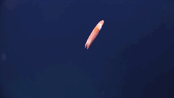 странные неизвестные существа, обнаруженные на дне океана 