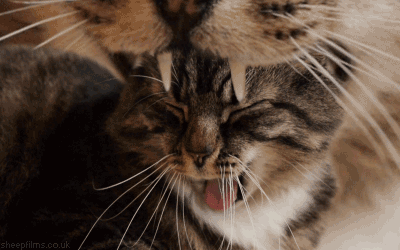 Зевающий котик-котик
