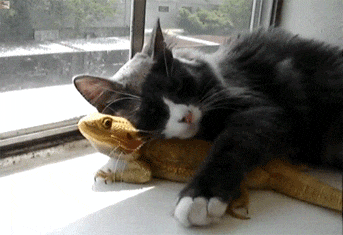 дружба кота и ящерицы