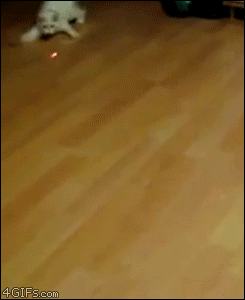 cats3