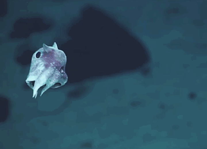 7 странных и неизвестных существ, обнаруженных на глубине более 6000 метров
