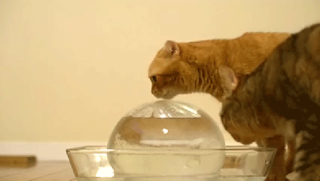 кошки делают бессмысленные вещи