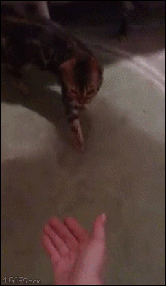 Котониндзя. Пушистики снова в бою!