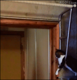 Давай пять, котейка