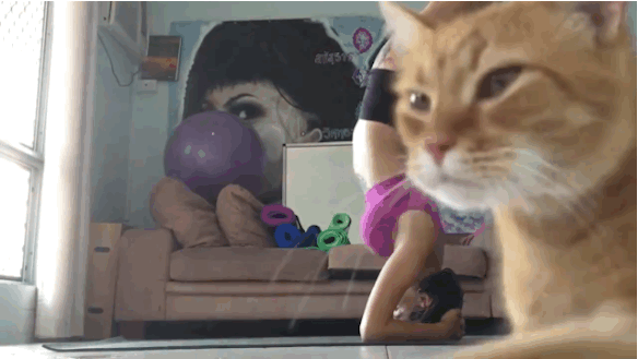 AND THEN THIS LITTLE BALL OF FUR JUST HAD TO BE A JERK.