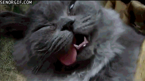 Кототерапия