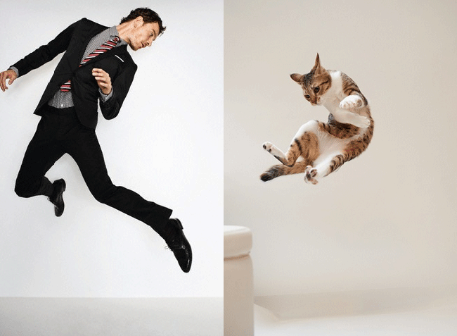 коты воссоздают фотографии, коты кошки фотографии моделей, коты повторяют фото моделей