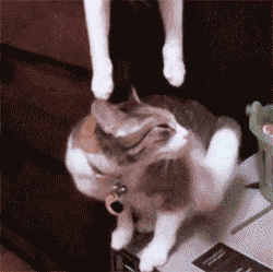 Кототерапия