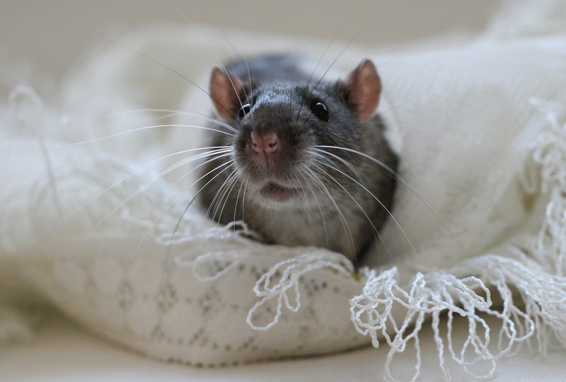 Крыса-красавица. Эллен ван Дилен. Фото
