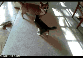 Кошки гоняют собак. Собака гифка. Кошка прыгает. Смешные гифки с собаками. Кот нападает гифка.
