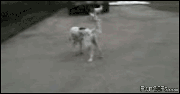 Гифки с приколами