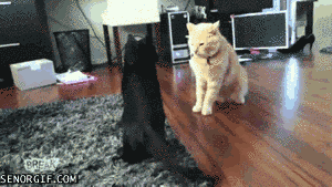 выходной, животные, кошки