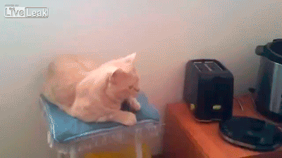 животные, коты, юмор
