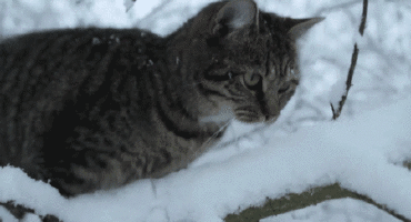 Классные гифки (25 гифок)