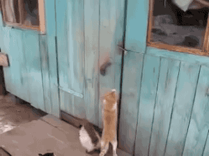 Clever cat