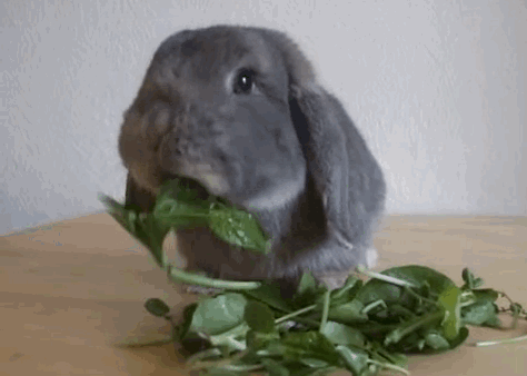 кролик кушает 